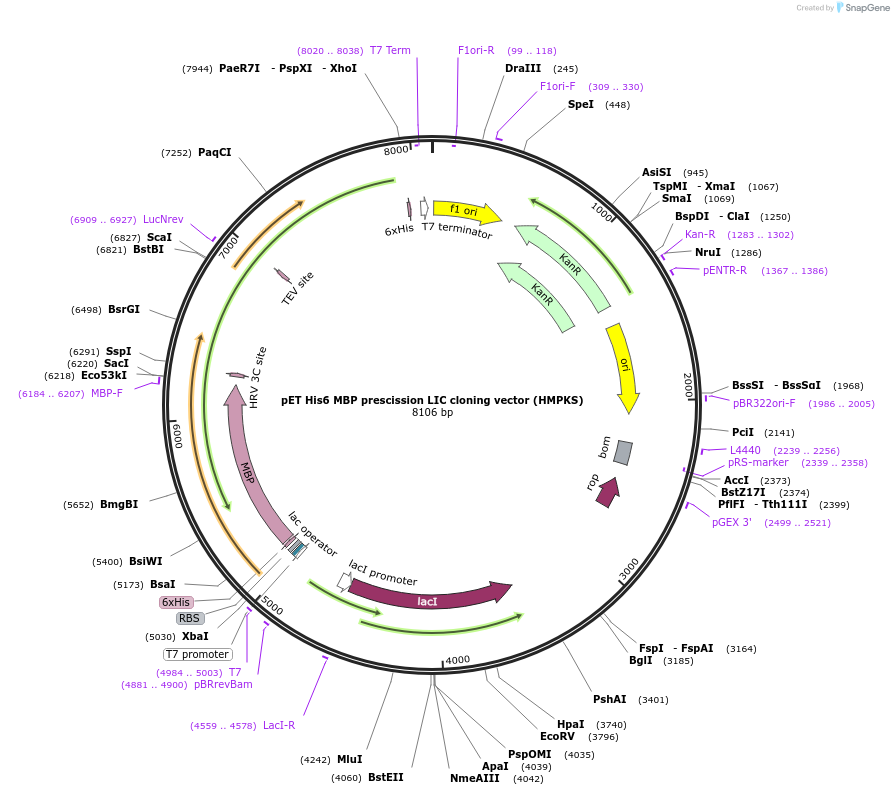 29721-plasmid-map-sequence-id-13811