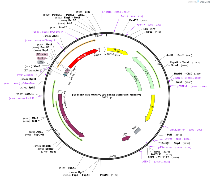 29722-plasmid-map-sequence-id-13812