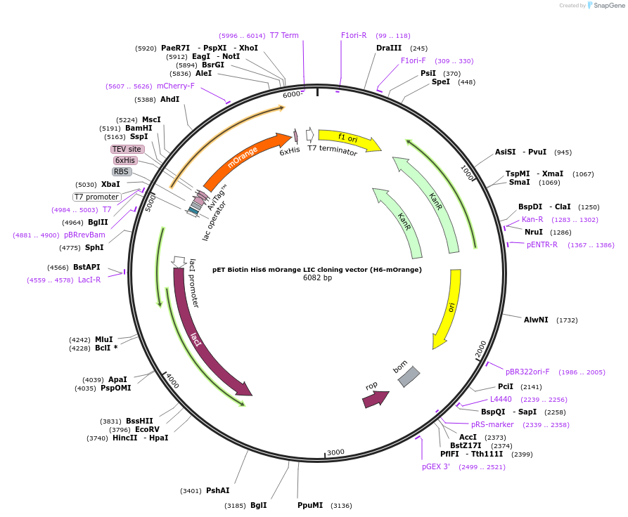 29723-plasmid-map-sequence-id-13813