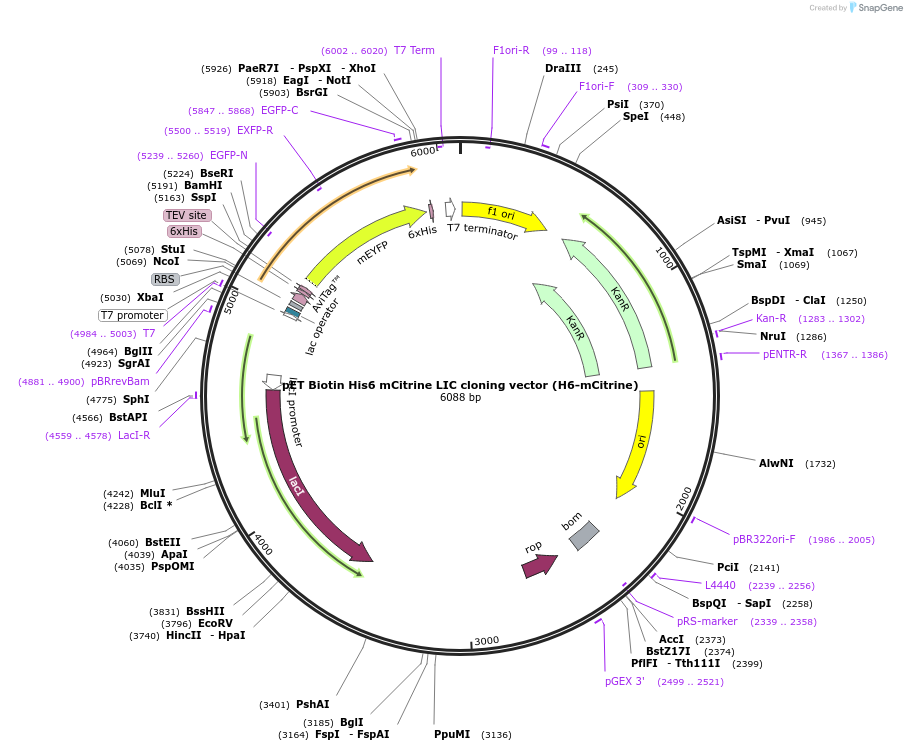 29724-plasmid-map-sequence-id-13814