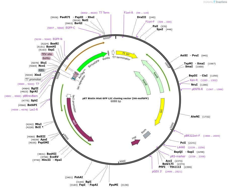 29725-plasmid-map-sequence-id-13815