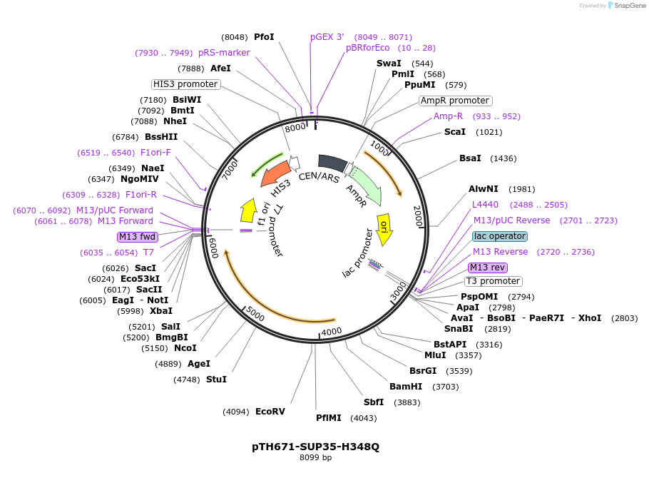 29732-plasmid-map-sequence-id-13818
