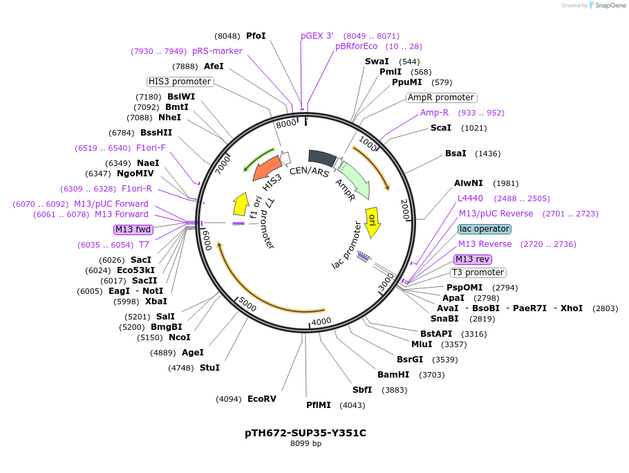 29733-plasmid-map-sequence-id-13819