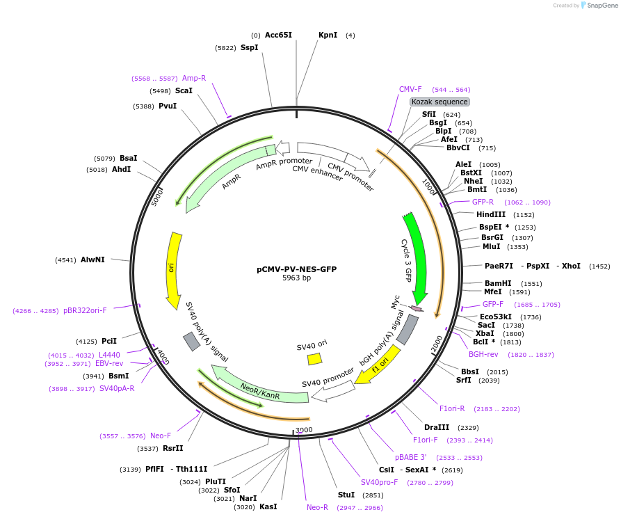 17301-plasmid-map-sequence-id-138190