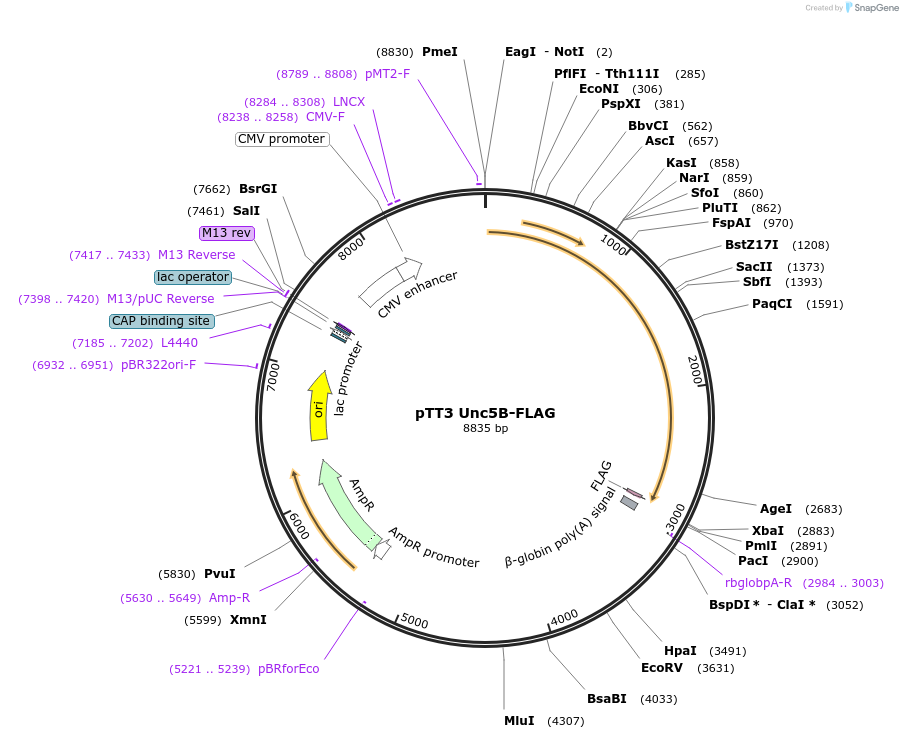 72195-plasmid-map-sequence-id-138201