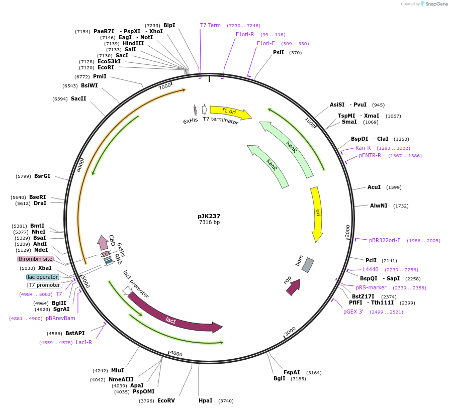 73339-plasmid-map-sequence-id-138207
