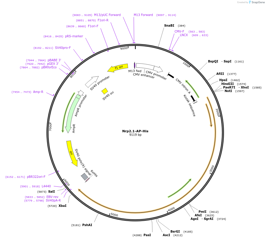 71972-plasmid-map-sequence-id-138219