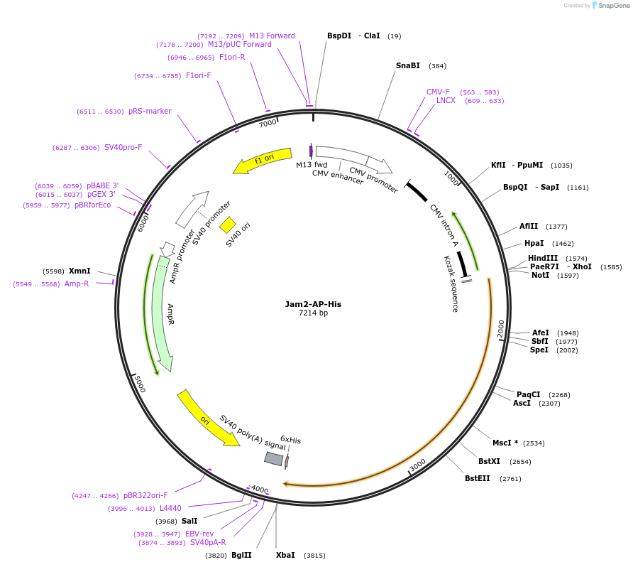 71953-plasmid-map-sequence-id-138220