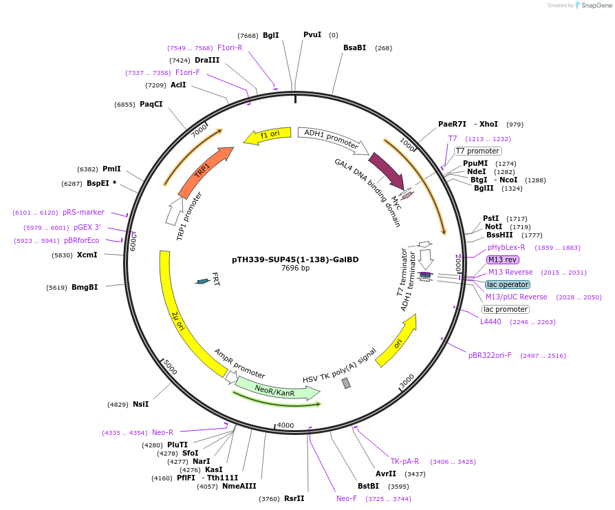 29739-plasmid-map-sequence-id-13823