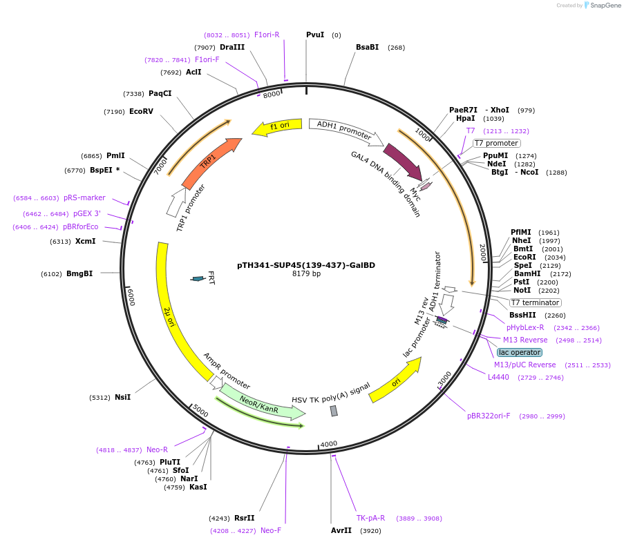 29741-plasmid-map-sequence-id-13825