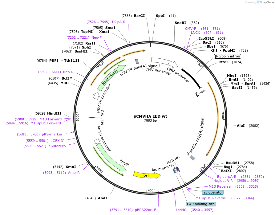 24231-plasmid-map-sequence-id-138257