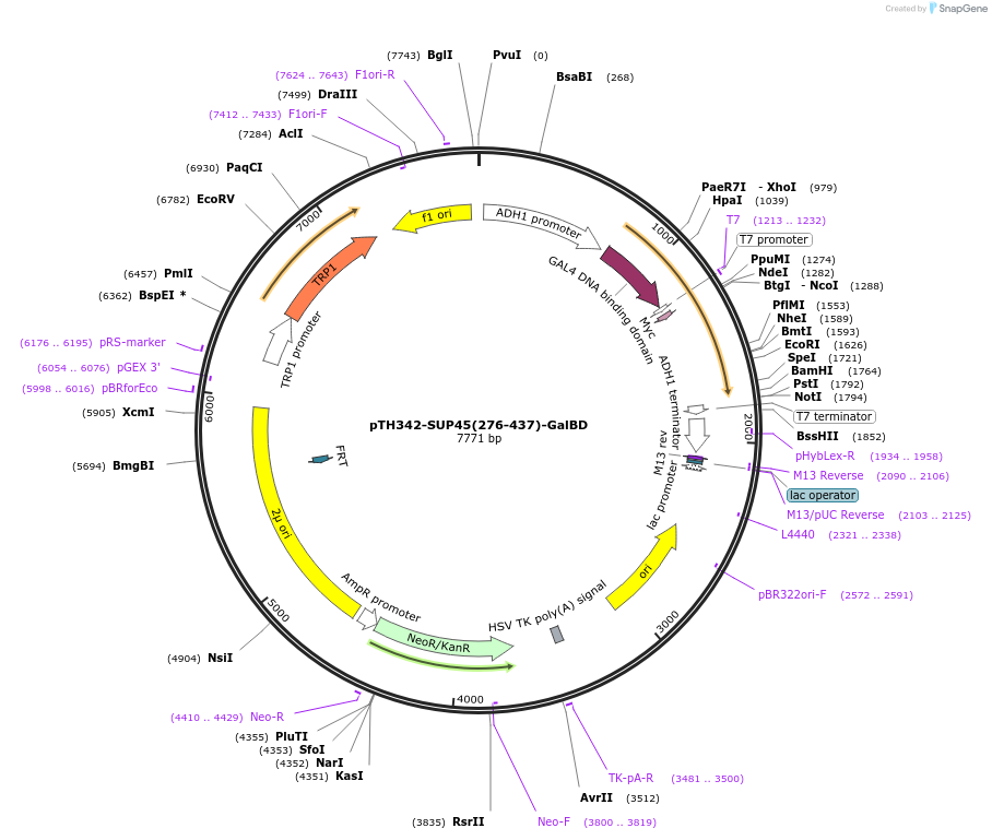 29742-plasmid-map-sequence-id-13826