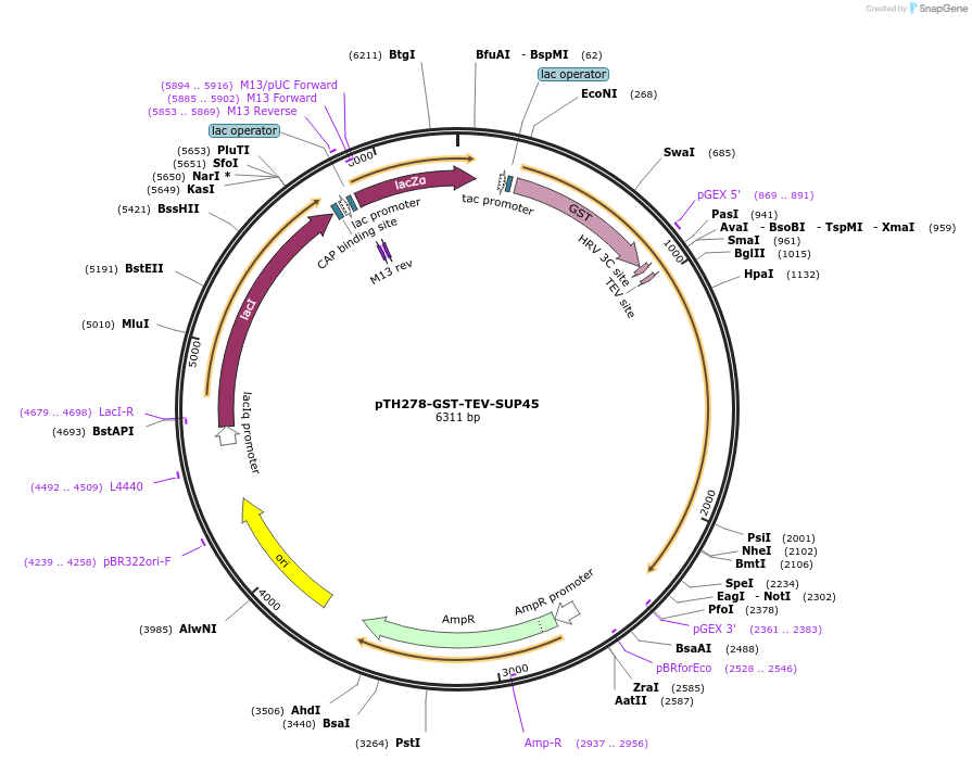29743-plasmid-map-sequence-id-13827