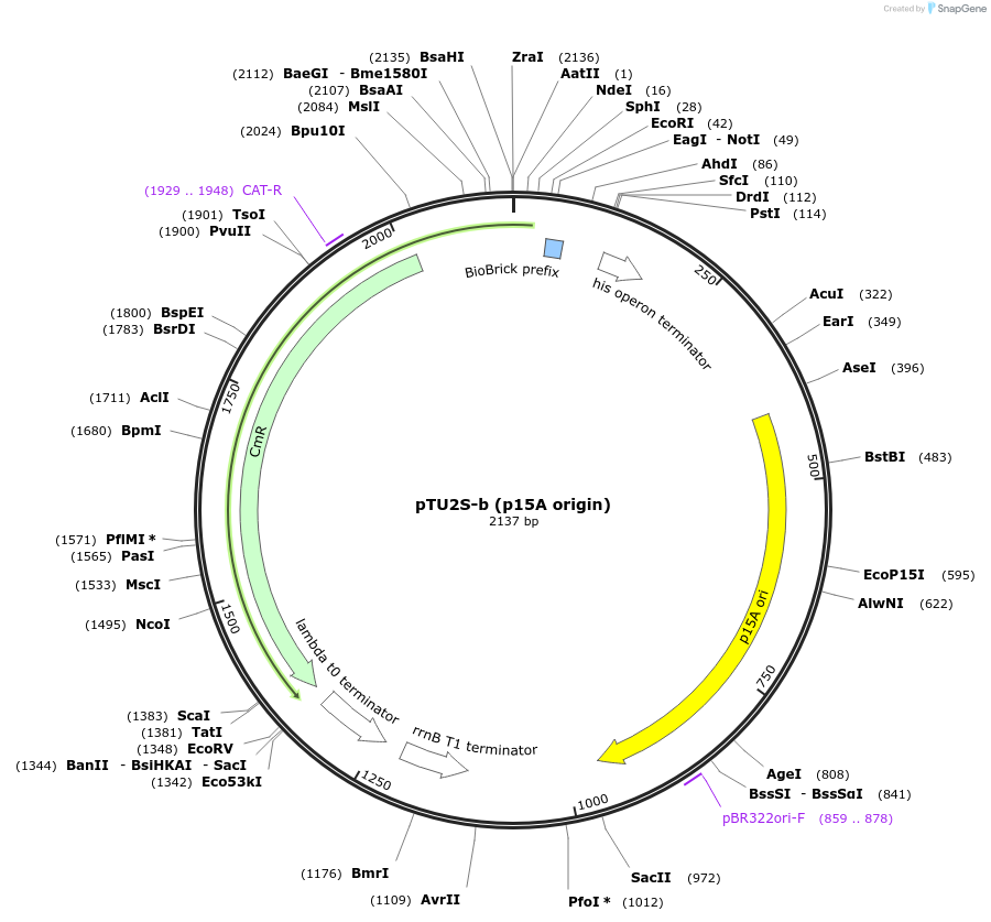 74089-plasmid-map-sequence-id-138299
