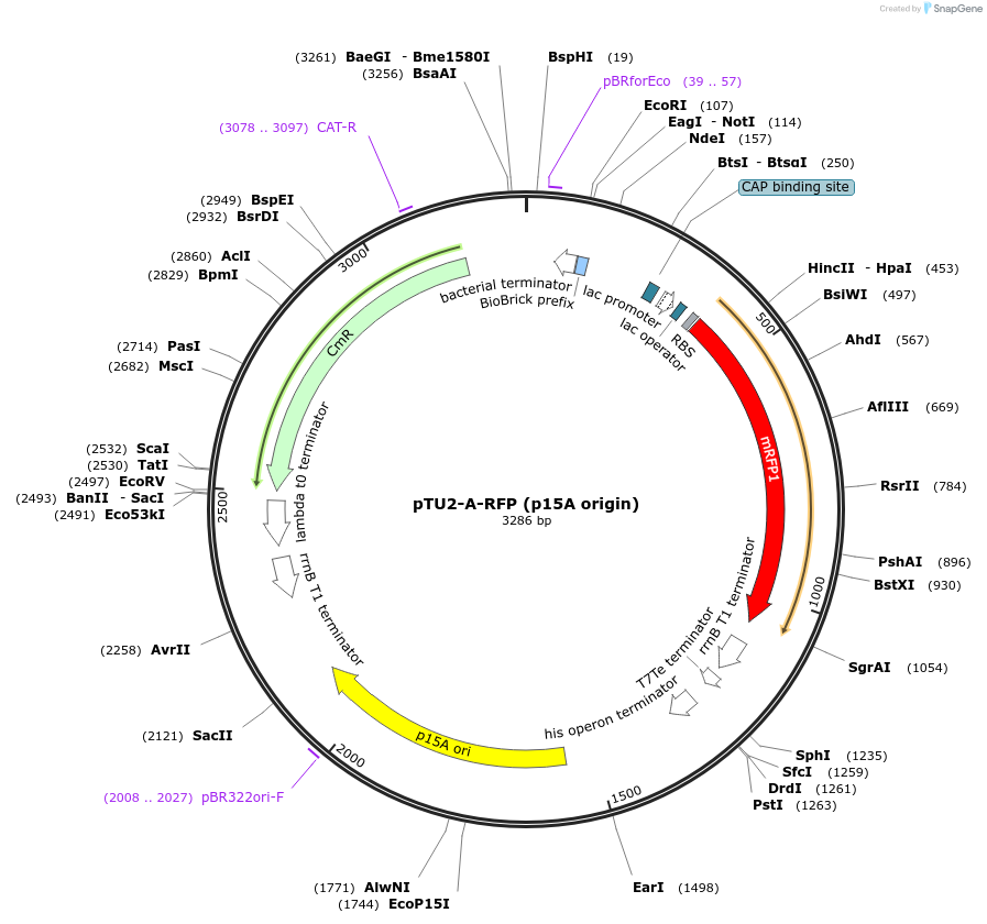 74090-plasmid-map-sequence-id-138311
