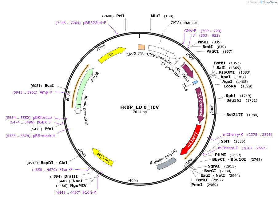 58877-plasmid-map-sequence-id-138316