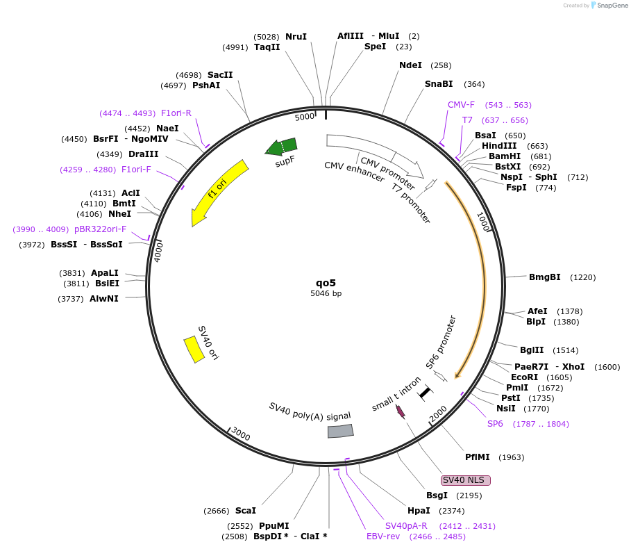 24500-plasmid-map-sequence-id-138317