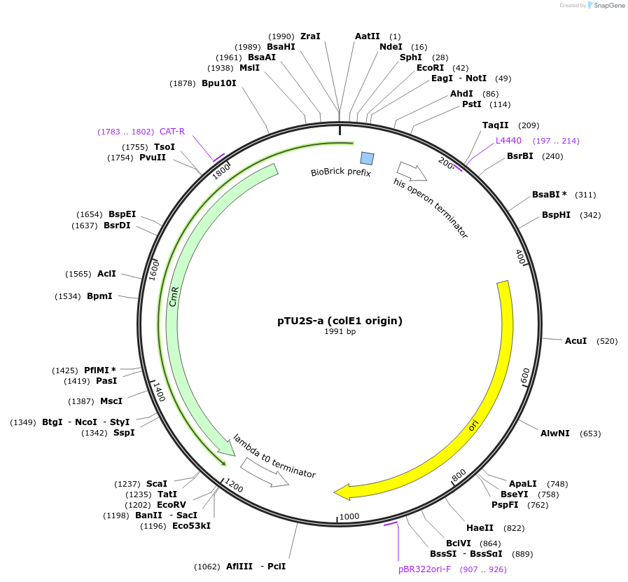 74091-plasmid-map-sequence-id-138318