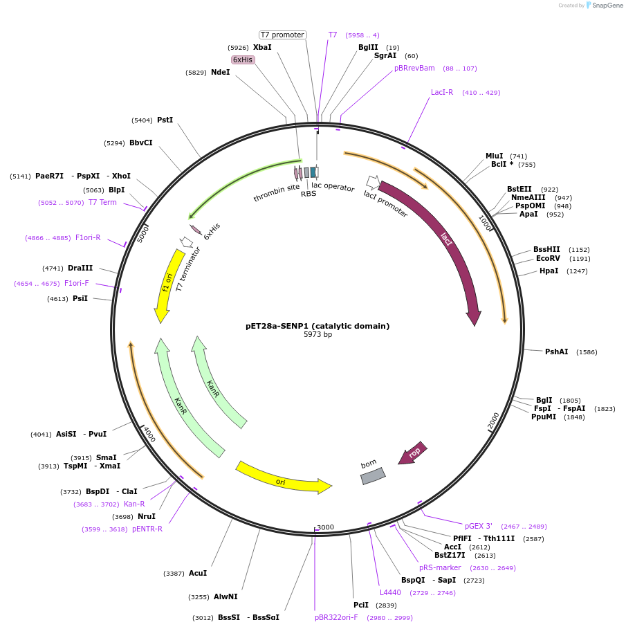 16356-plasmid-map-sequence-id-138319