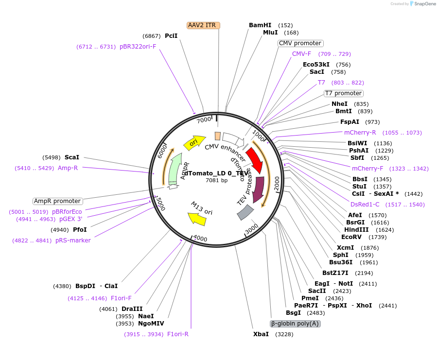 58872-plasmid-map-sequence-id-138321