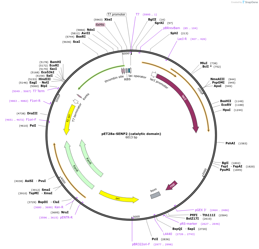 16357-plasmid-map-sequence-id-138323
