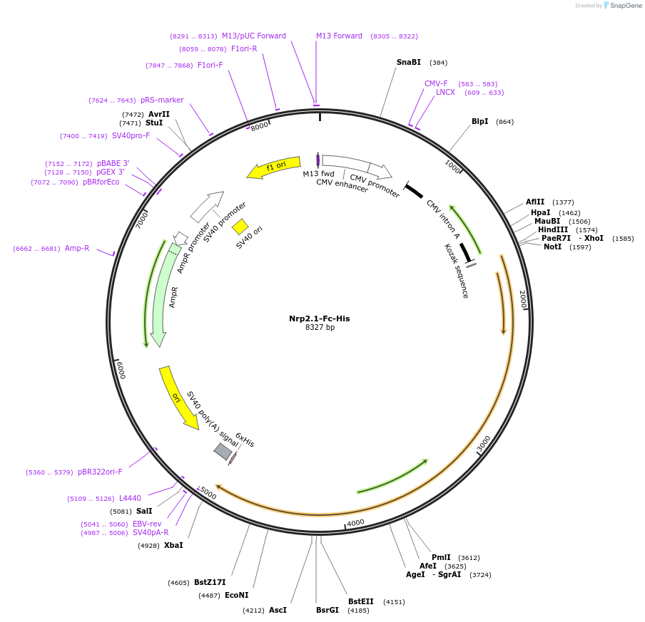 72098-plasmid-map-sequence-id-138366
