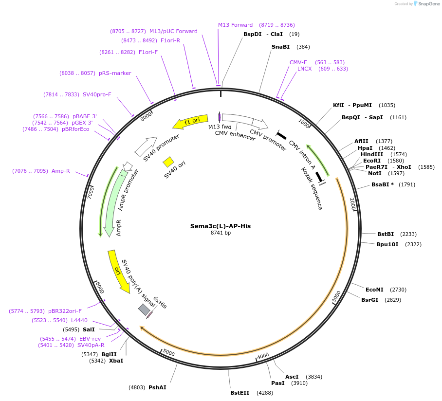72015-plasmid-map-sequence-id-138378