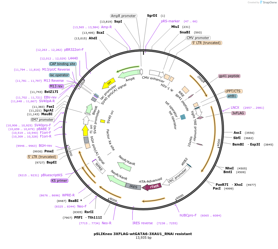 72616-plasmid-map-sequence-id-138429