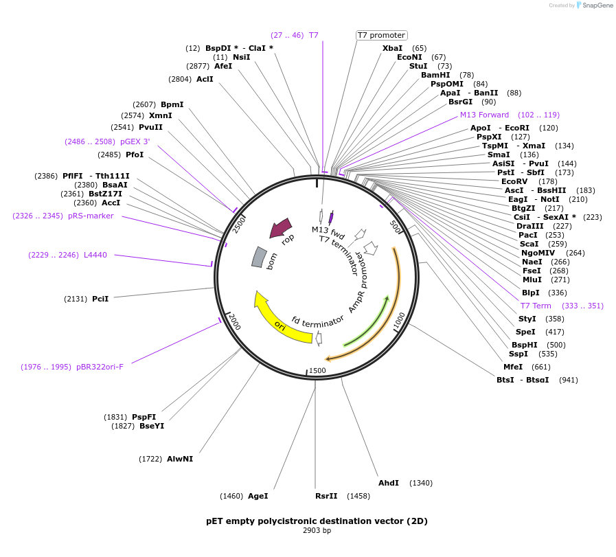 29774-plasmid-map-sequence-id-13843