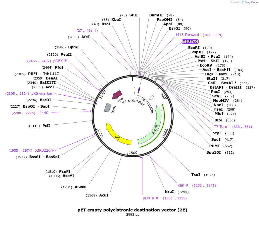 29775-plasmid-map-sequence-id-13844