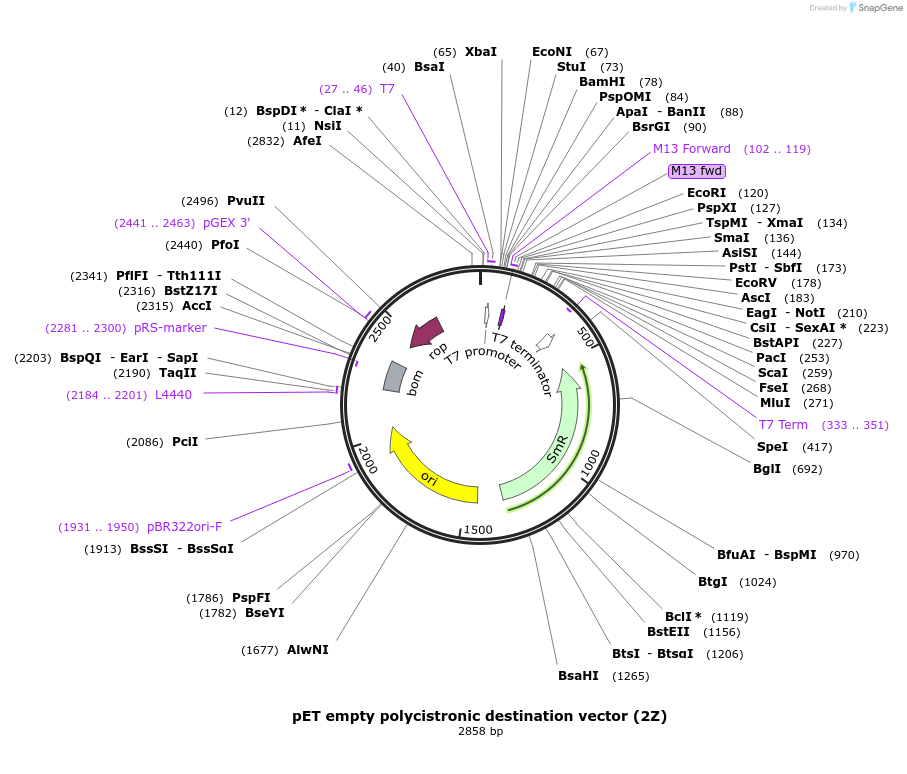 29776-plasmid-map-sequence-id-13845