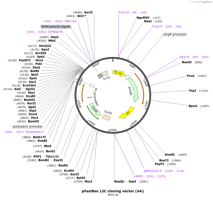 30111-plasmid-map-sequence-id-13846