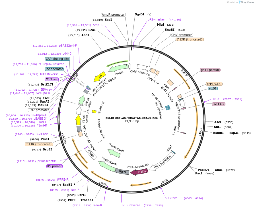 72618-plasmid-map-sequence-id-138473