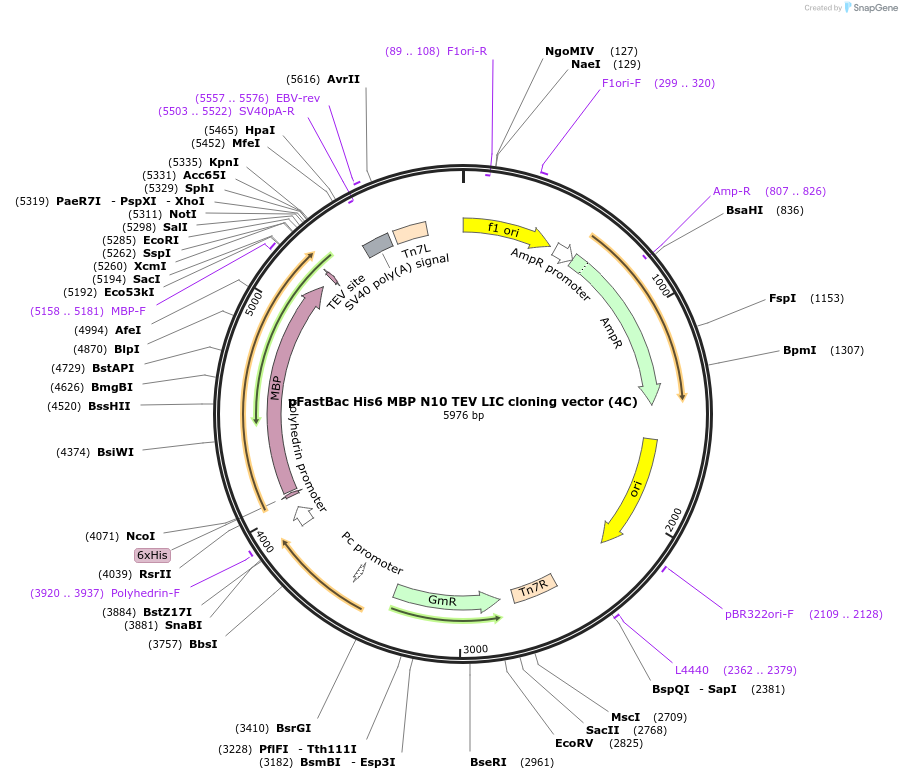 30116-plasmid-map-sequence-id-13848