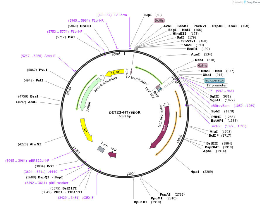 73631-plasmid-map-sequence-id-138495