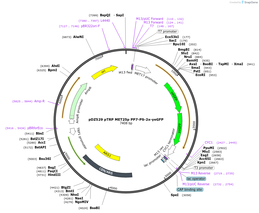 72233-plasmid-map-sequence-id-138500