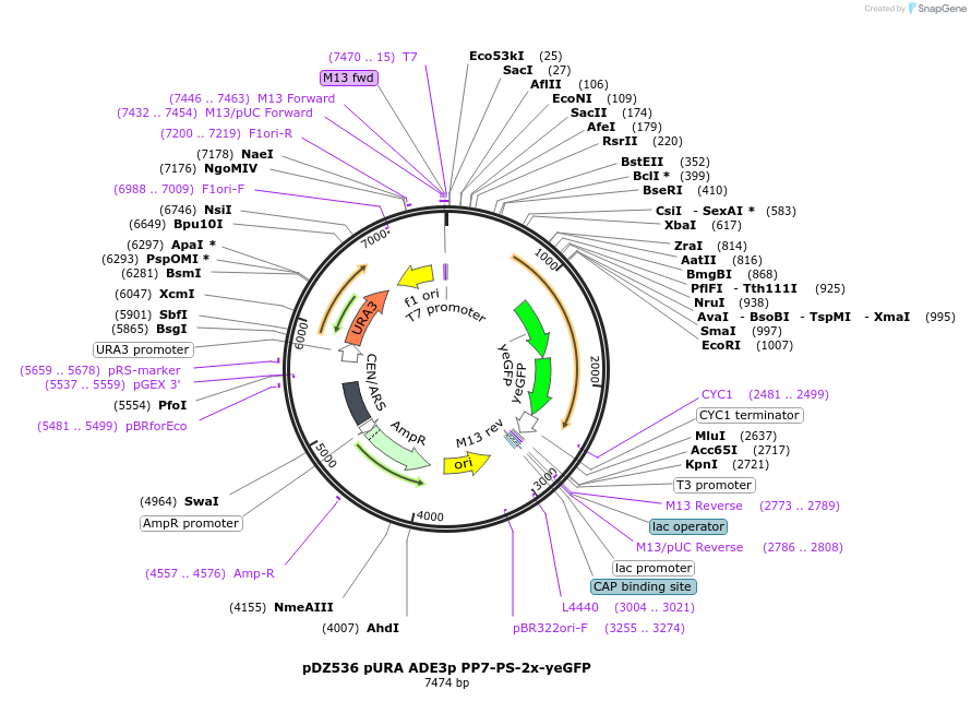 72234-plasmid-map-sequence-id-138501