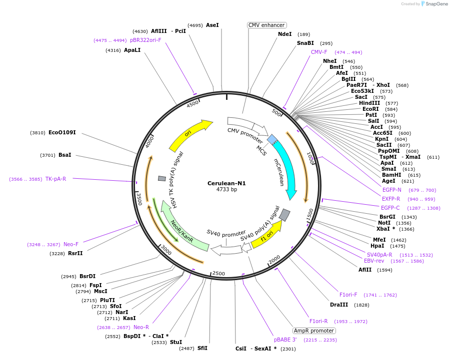 54742-plasmid-map-sequence-id-138503