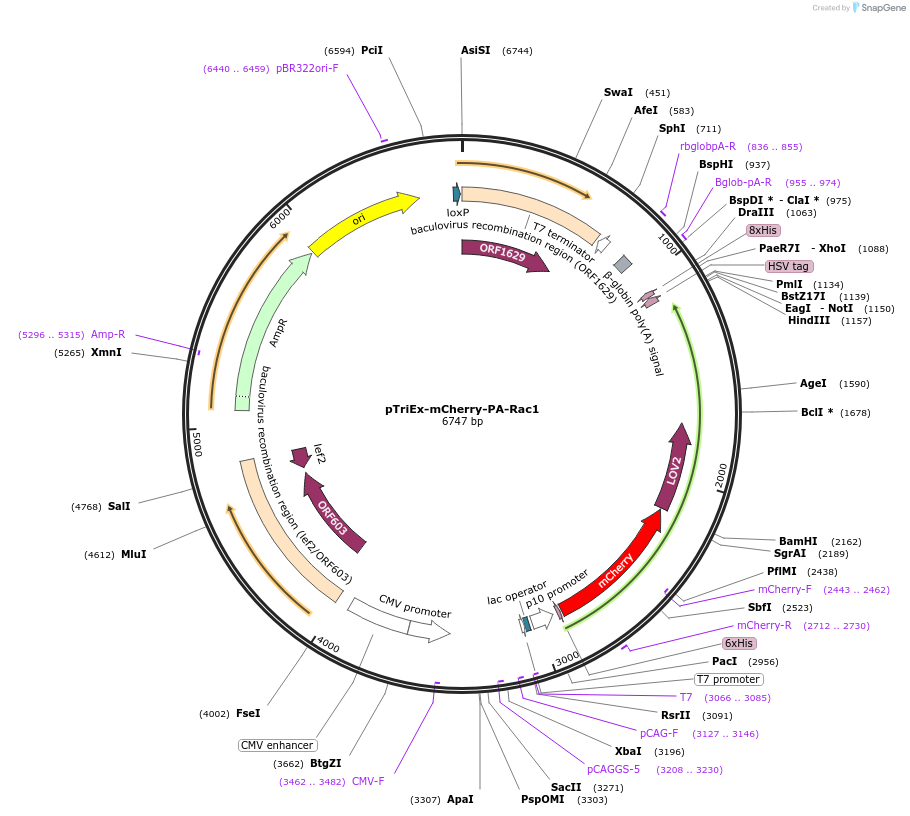 22027-plasmid-map-sequence-id-138515