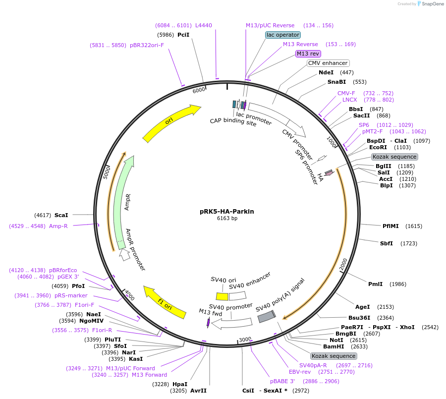 17613-plasmid-map-sequence-id-138517