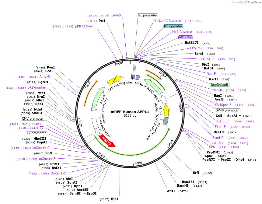 22202-plasmid-map-sequence-id-138521
