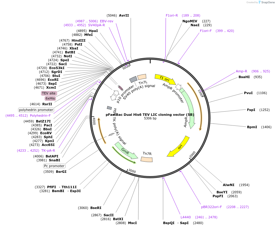 30122-plasmid-map-sequence-id-13853