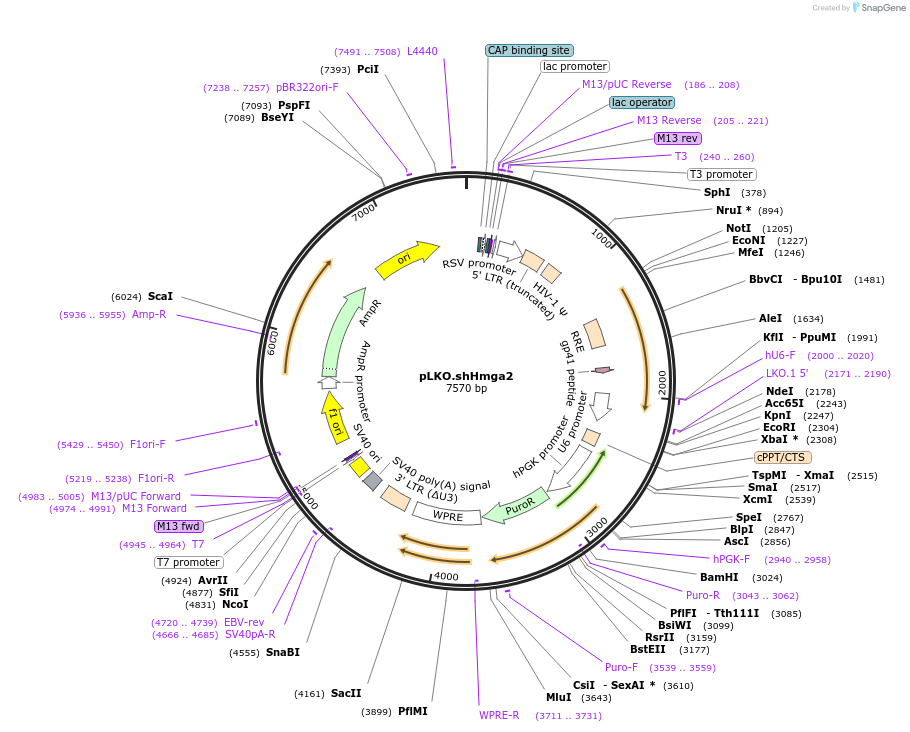 32399-plasmid-map-sequence-id-138532