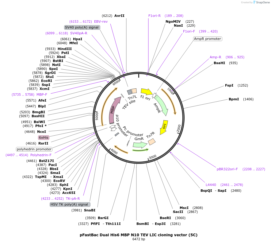 30123-plasmid-map-sequence-id-13854
