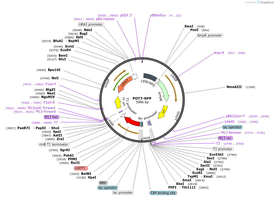 65323-plasmid-map-sequence-id-138576
