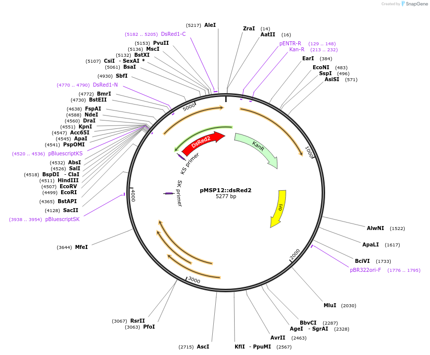 30171-plasmid-map-sequence-id-13861