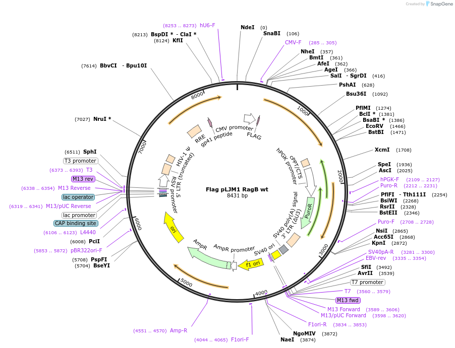 19313-plasmid-map-sequence-id-138630