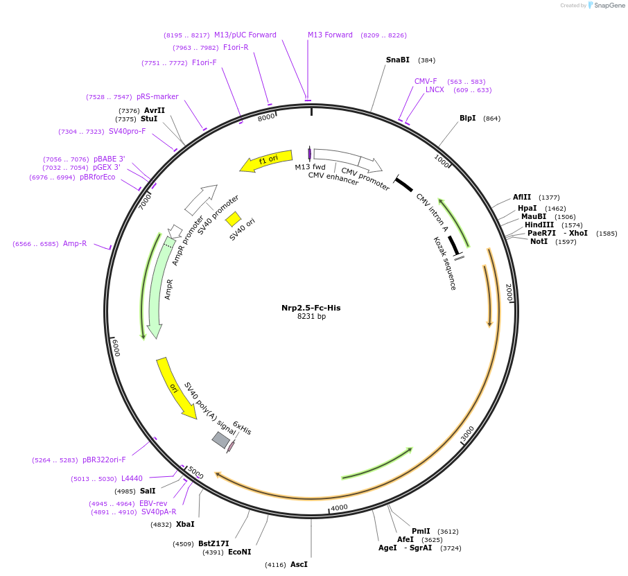 72102-plasmid-map-sequence-id-138636