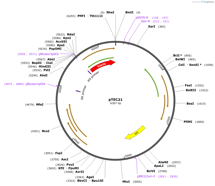 30180-plasmid-map-sequence-id-13868