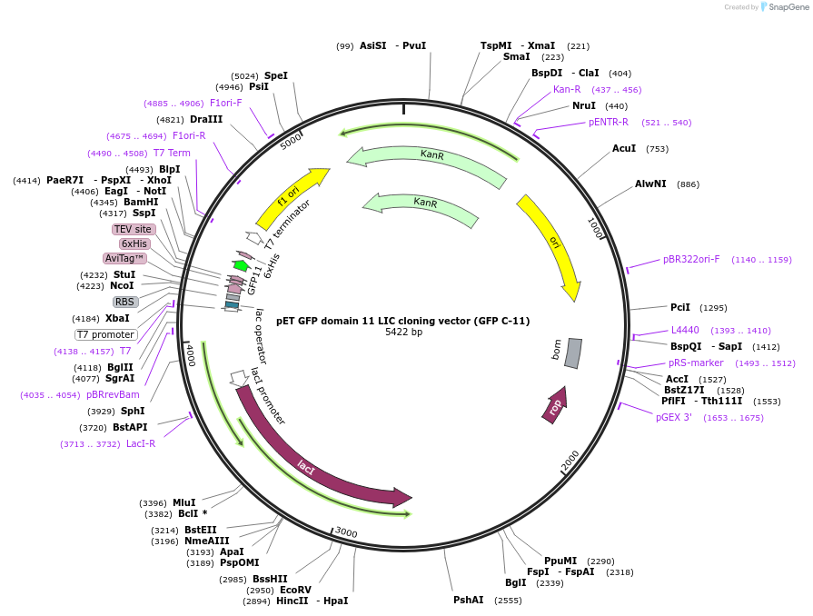 30183-plasmid-map-sequence-id-13871